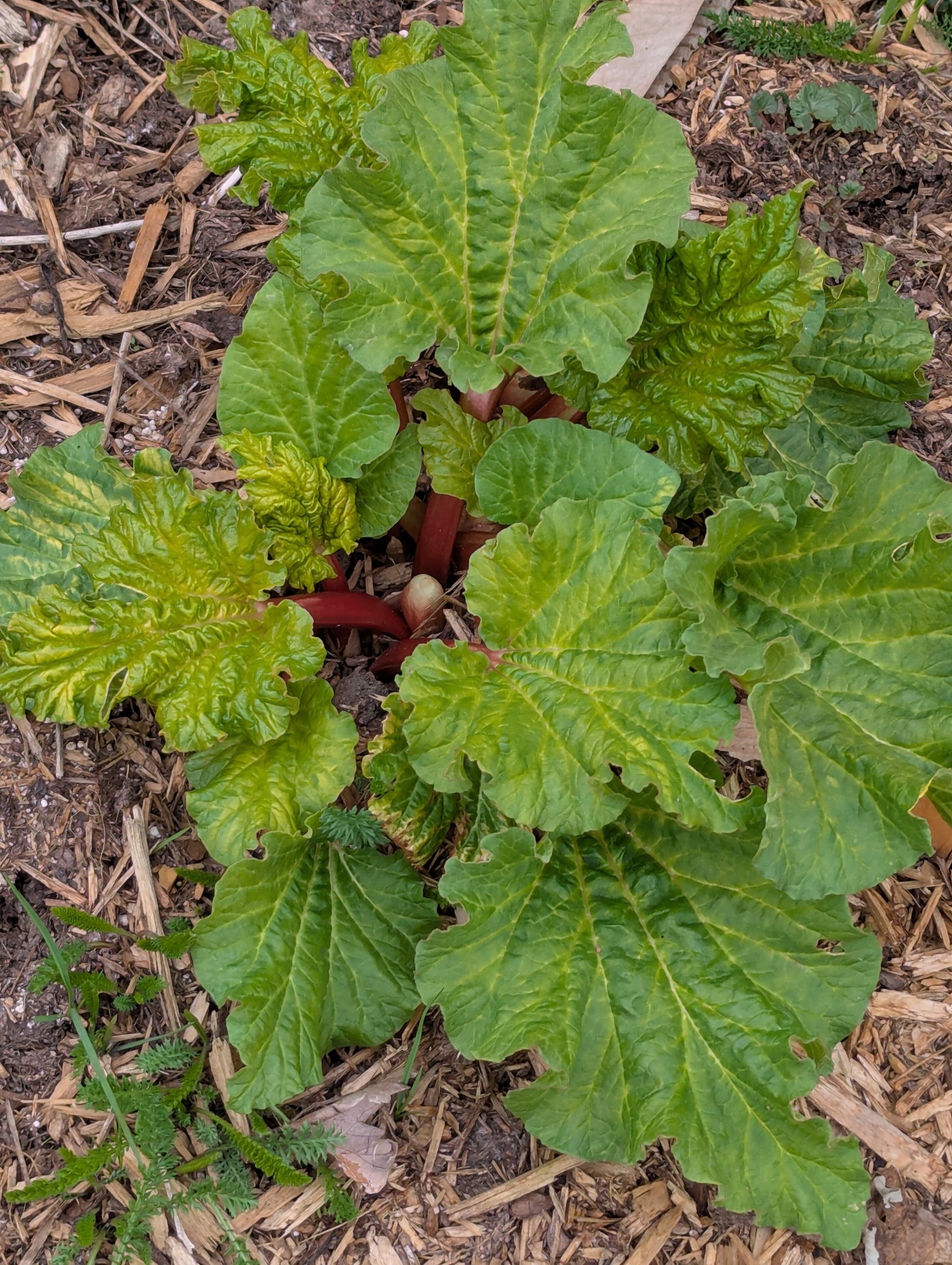 flourishing rhubarb plant